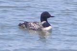 Loon common FtMonroe 5-06 a.jpg