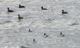 Duck Scoter, Bl CBBT 06.jpg