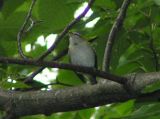 Vireo, RedEyed UPMI 7-06 .jpg