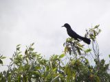 BB, Grackle BoatTailed Everglades 05.JPG