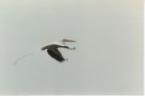 Pelican, White Falcon Dam Tx 85.jpg