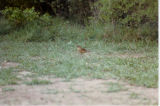 Robin, Clay Colored Bentson RG Tx 85.jpg