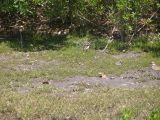 SP killdeer VAH Hampton chicks .JPG