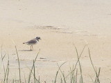 Sp, Plover Piping NC 6-08 a.JPG