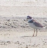 Sp, Plover Piping NC 6-08 aa.JPG