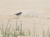 Sp, plover piping NC 6-08 c.JPG