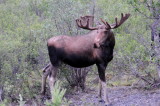 Image133Denali.jpg