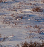 Winter Willow Ptarmigan.jpg