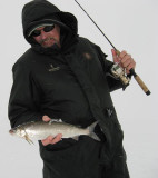 lake herring