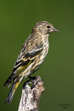 Pine Siskin, Kewaskum, WI