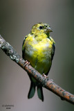 American Goldfinch. Kewaskum, WI