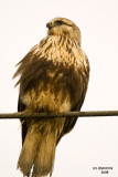 Rough-legged Hawk. Anacortes, WA