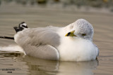 Ring-billed Gull. Anacortes, WA