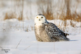 Snowy Owl. Waukesha, WI