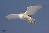 Snowy Owl. Belguim, WI