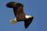 Bald Eagle. Burlington, IA