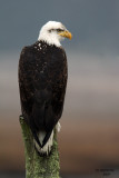 Bald Eagle. Whidbey Is. WA