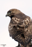 Juv. Red-tailed Hawk. Whidbey Is. WA