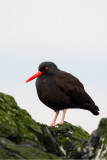 Black Oystercatcher. Whidbey Is. WA