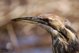 American Bittern. Horicon Marsh, WI