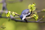 Blue-grey Gnatcatcher. Lake Park, Milwaukee