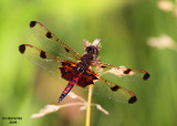 Calico Pennant. Riversedge Nature Center. Newburg, WI