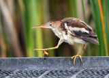 Least Bittern. Horicon Marsh, WI