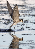 Black Tern. Horicon Marsh, WI