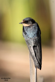 Barn Swallow. Horicon Marsh, WI
