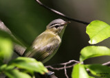 Red-eyed Vireo. Grant Park, Milw.