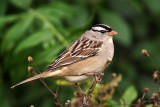 White-crowned Sparrow. Lake Park, Milw.