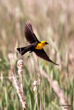 Yellow-headed Blackbird. Horicon Marsh. WI