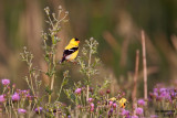 American Goldfinch. Horicon Marsh. WI