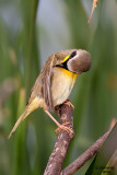 Common Yellowthroat. Horicon Marsh. WI