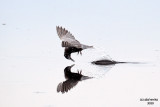 Black Tern. Horicon Marsh. WI