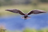 Black Tern. Horicon Marsh. WI