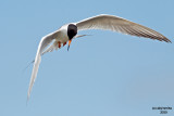 Forsters Tern. Horicon Marsh. WI