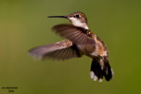 Ruby-throated Hummingbird. Chesapeake,OH