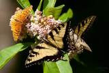 Eastern Tiger Swallowtail. Chesapeake, OH