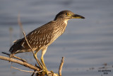 Imm. Black-crowned Night Heron. Horicon Marsh, WI