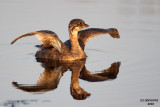 Imm. Pied-billed Grebe. Horicon Marsh, WI