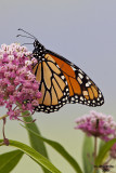 Monarch. Horicon Marsh, WI