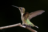 Ruby-throated Hummingbird. Chesapeake, OH