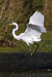 Great Egret. Rock River, Waupun, WI