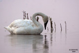 Trumpeter Swan. Horicon Marsh, WI
