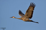 Sandhill Crane. Horicon Marsh, WI