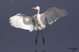 Great Egret. Horicon Marsh, WI