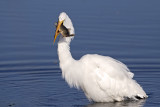 Great Egret with breakfast.Horicon Marsh, WI