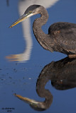 Great Blue Heron. Horicon Marsh, WI