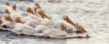 American White Pelicans. Horicon Marsh